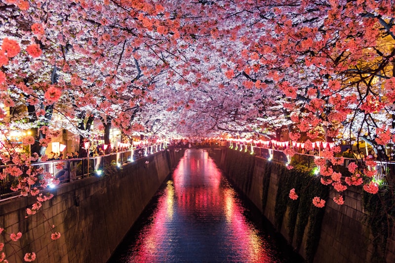 Stunning tunnel of cherry blossom trees illuminated at night over a Japanese canal