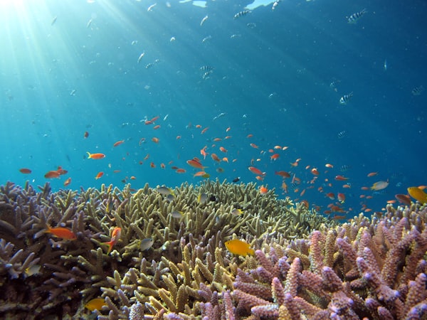 Sandbank