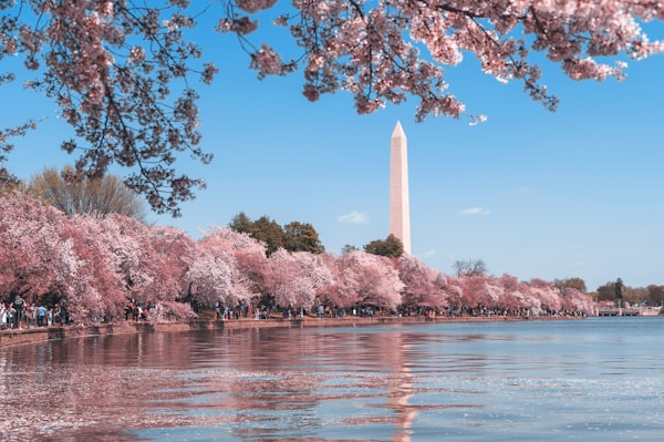 Washington DC cherry blossoms Tidal Basin Washington Monument spring