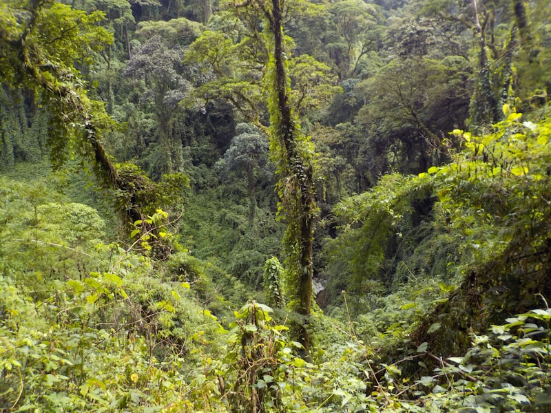 Lush Costa Rica rainforest with misty waterfalls and tropical wildlife